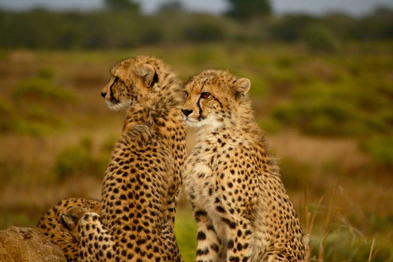 2 cheetah